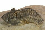 Detailed Metacanthina Trilobite - Lghaft, Morocco #310626-1